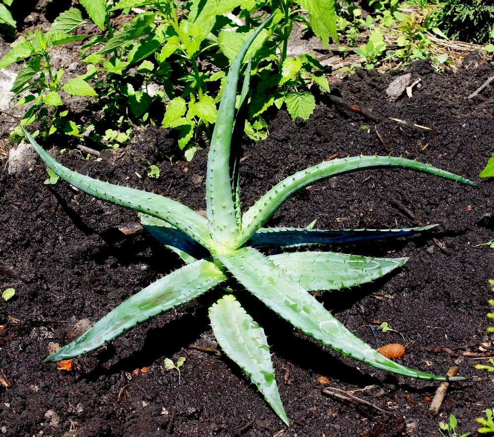 Image of Aloe ferox specimen.
