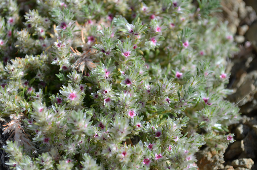 Изображение особи Polygonum mezianum.