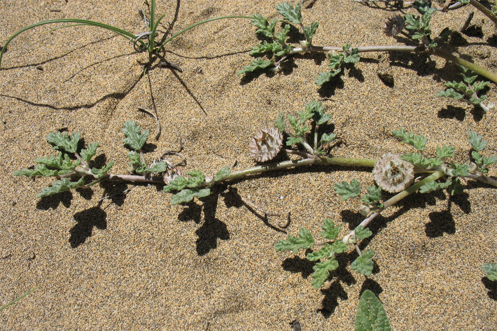 Image of Neurada procumbens specimen.