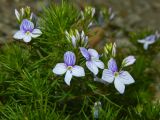 Veronica filifolia