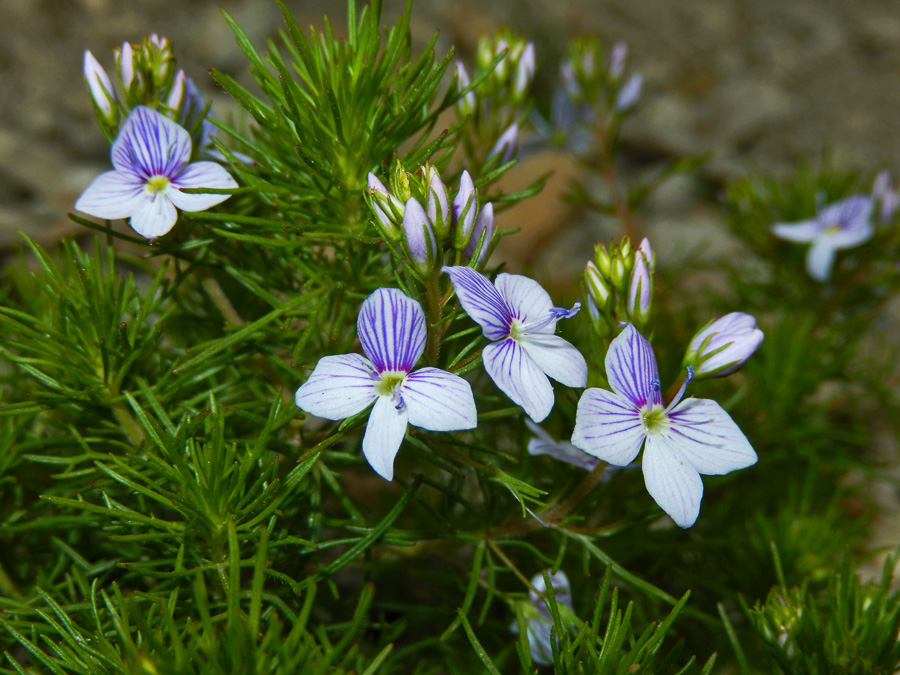 Image of Veronica filifolia specimen.
