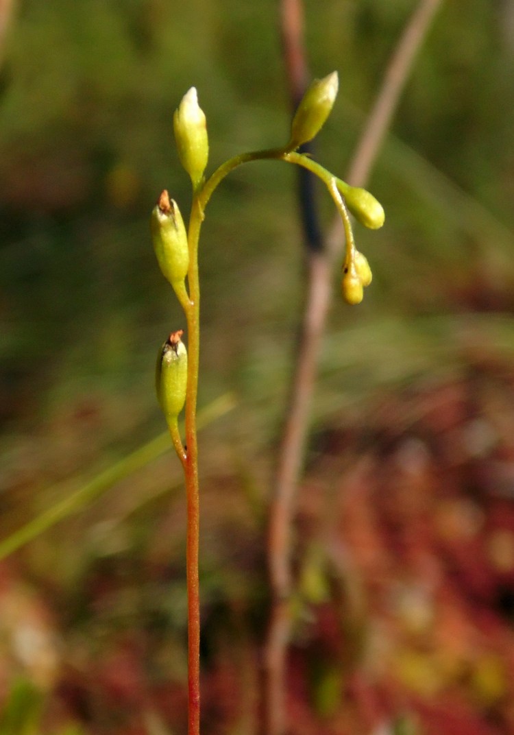 Изображение особи Drosera rotundifolia.