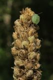 Verbascum thapsus. Верхняя часть соплодия с вызревшими плодами. Калужская обл., окр. пос. Думиничи, олуговелая вырубка в смешанном лесу. 24.08.2009.