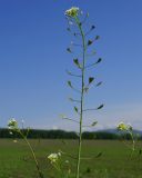 Capsella bursa-pastoris