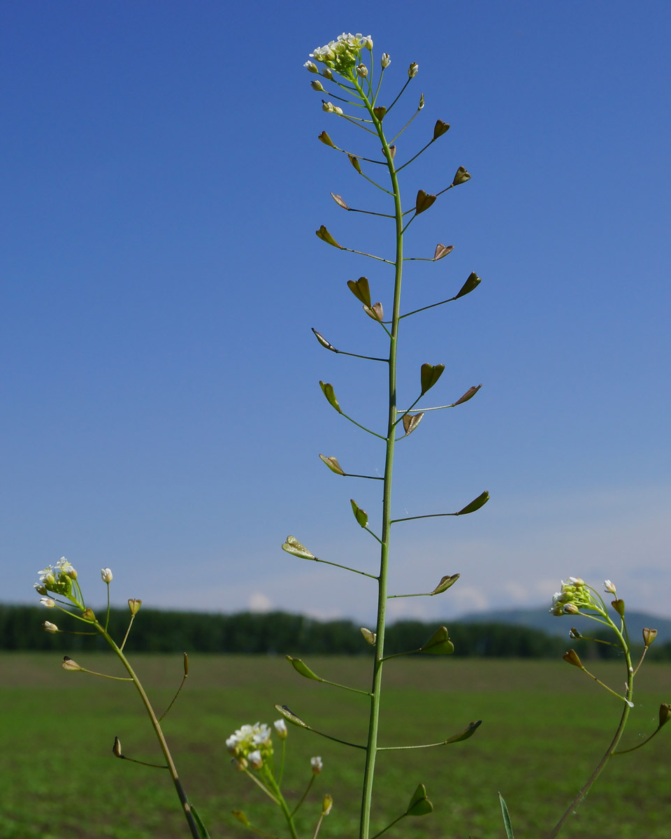 Изображение особи Capsella bursa-pastoris.