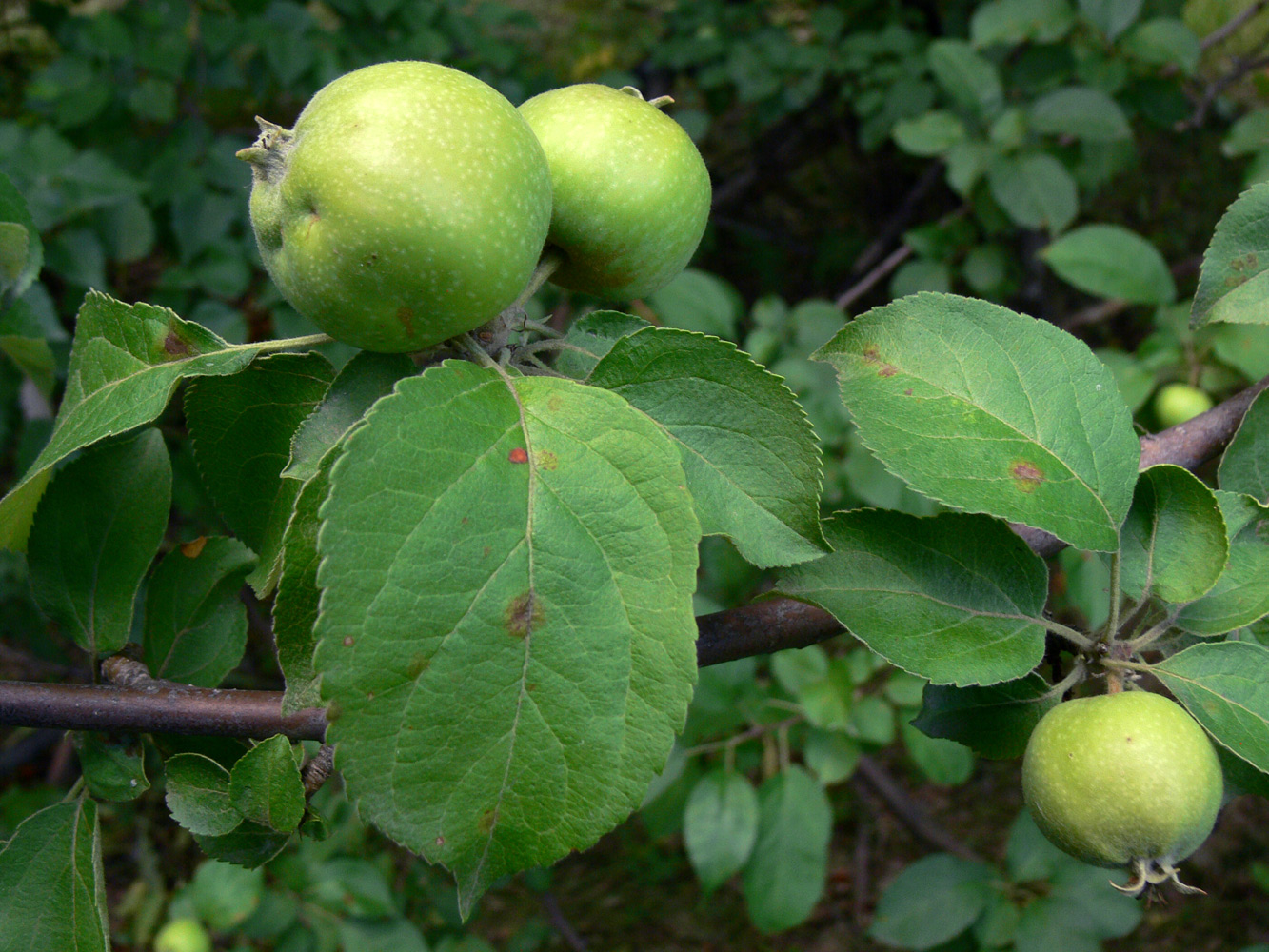 Изображение особи Malus domestica.