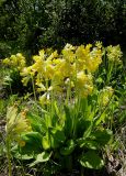 Primula macrocalyx. Цветущее растение. Иркутск, Ботанический сад ИГУ, малый дендрарий, цветник. 30.05.2014.