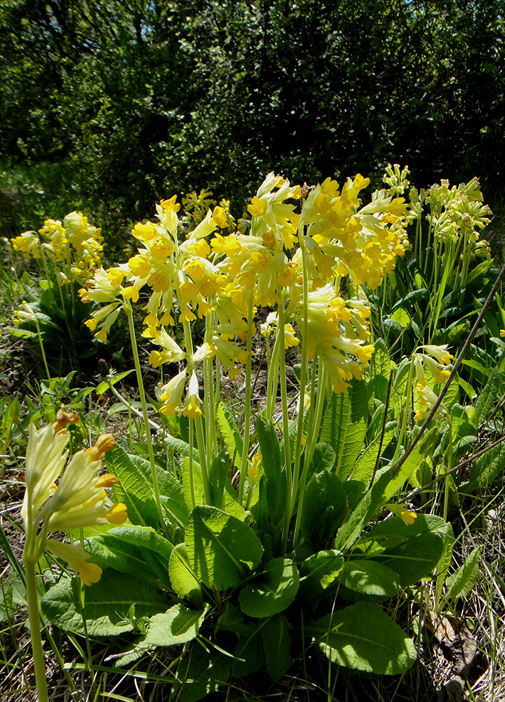 Изображение особи Primula macrocalyx.