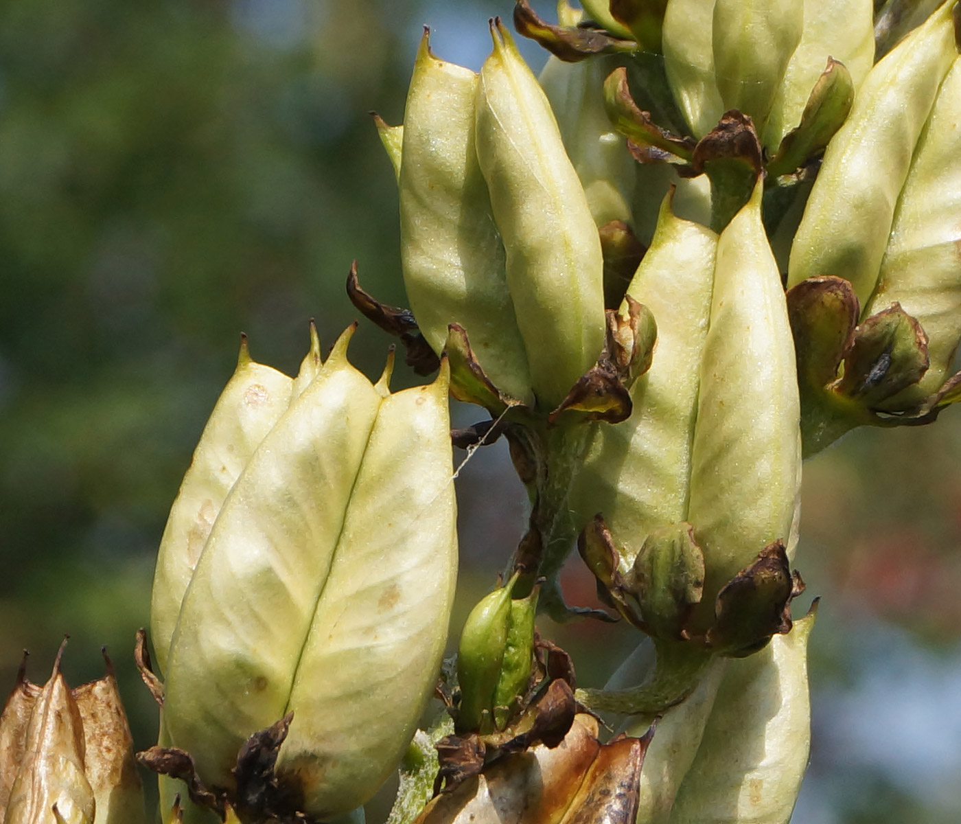 Изображение особи Veratrum nigrum.