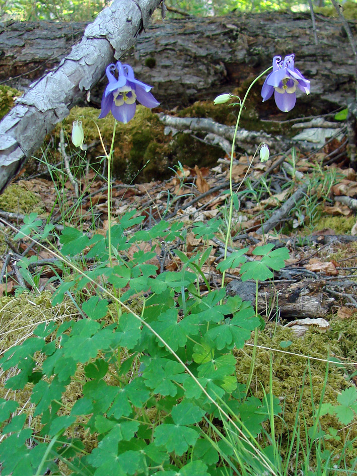 Изображение особи Aquilegia amurensis.