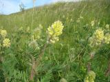 Oxytropis pilosa. Верхушки цветущих растений. Ульяновская обл., Карсунский р-н, окр. с. Малая Кандарать, склон к р. Кандаратка, мергелисто-меловые выходы. 13 июня 2015 г.