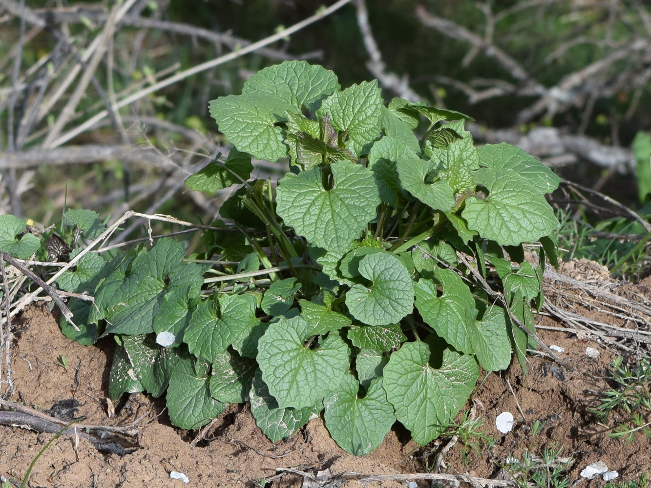 Image of Alliaria petiolata specimen.