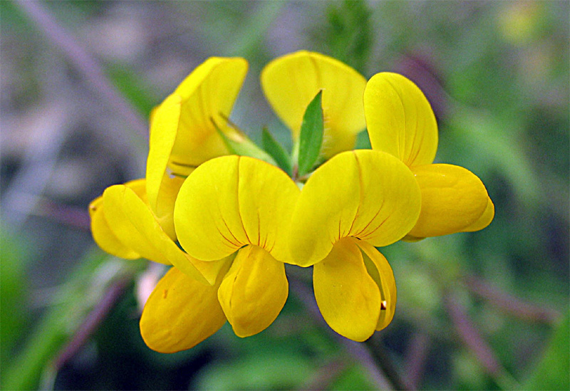 Изображение особи Lotus caucasicus.
