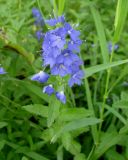 Veronica teucrium. Верхушка побега с соцветием. Ленинградская обл., г. Волхов, левый берег, Октябрьская наб., луг перед старым автомобильным мостом. 13.07.2008.
