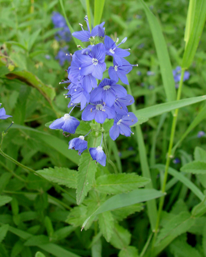 Изображение особи Veronica teucrium.