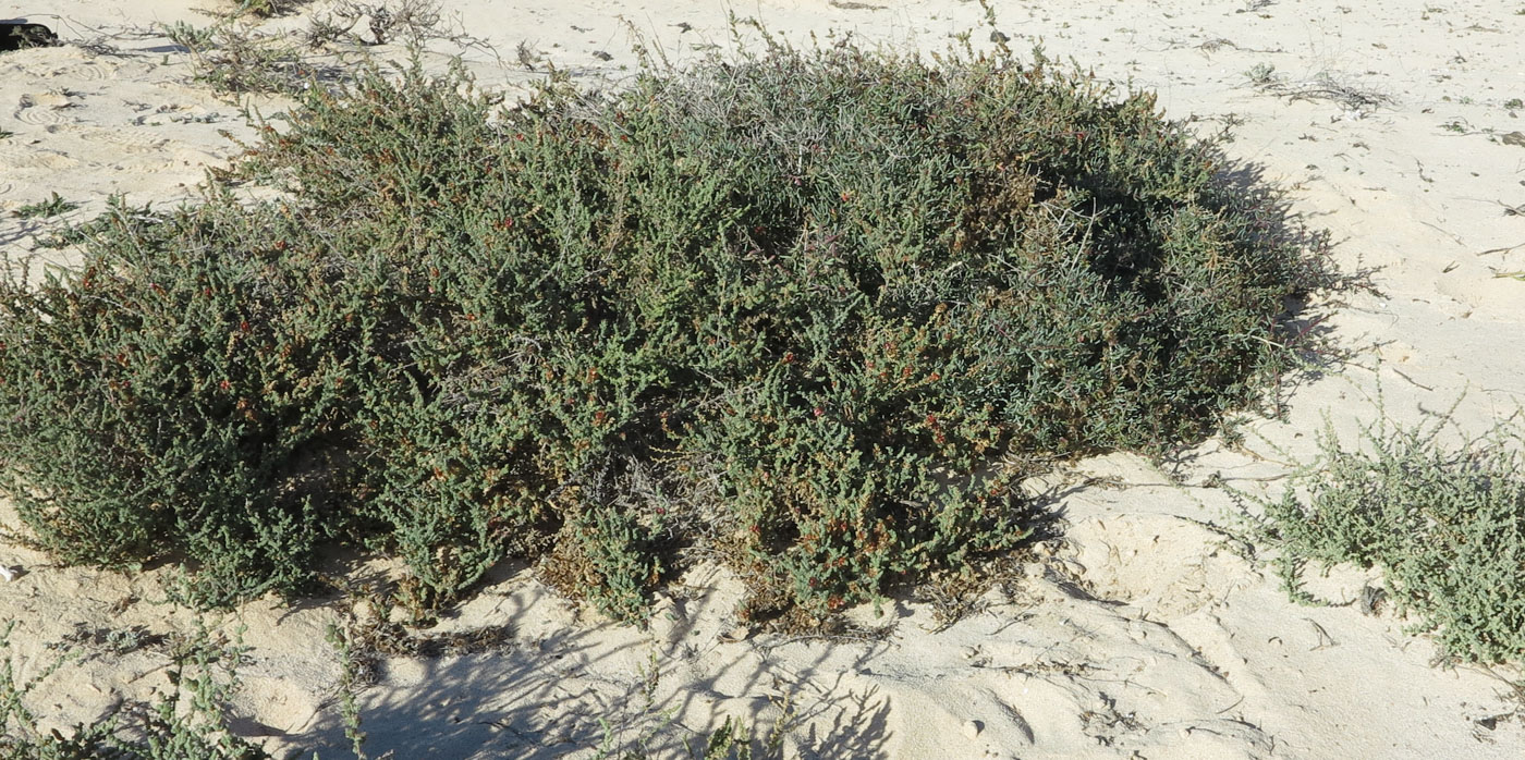 Изображение особи Salsola vermiculata.