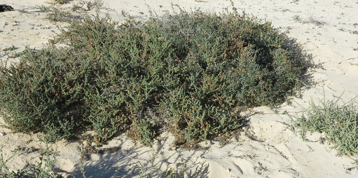 Image of Salsola vermiculata specimen.