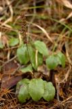 Orthilia secunda. Перезимовавшие растения с прошлогодними плодами. Средний Урал, Пермский край, Кунгурский р-н, правый берег р. Сылва, подножие камня Межевой, край соснового бора. 9 апреля 2016 г.