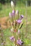 Gentianella amarella