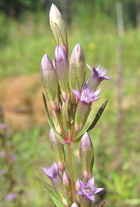 Изображение особи Gentianella amarella.