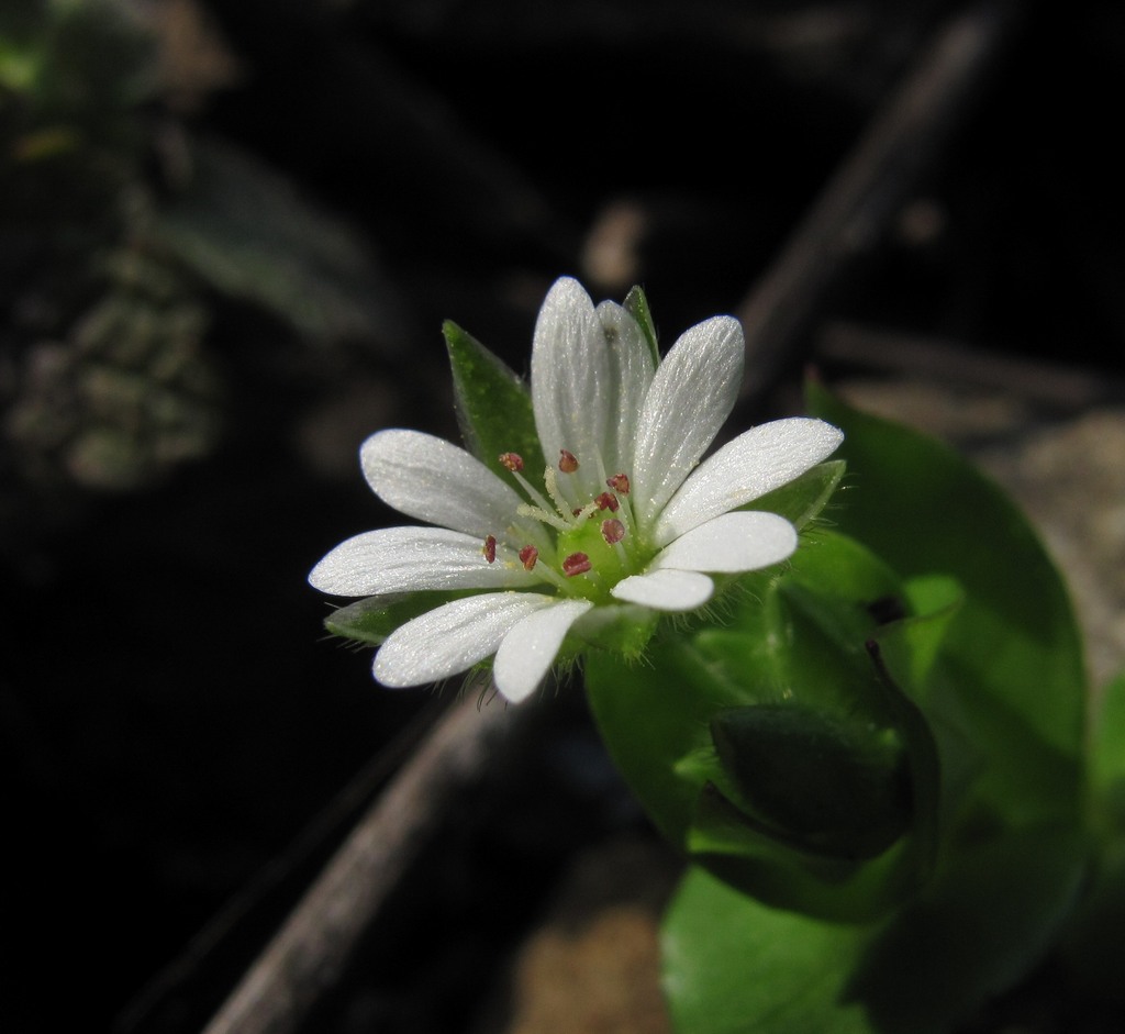 Изображение особи Stellaria neglecta.