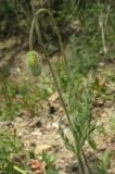 Papaver rhoeas var. strigosum