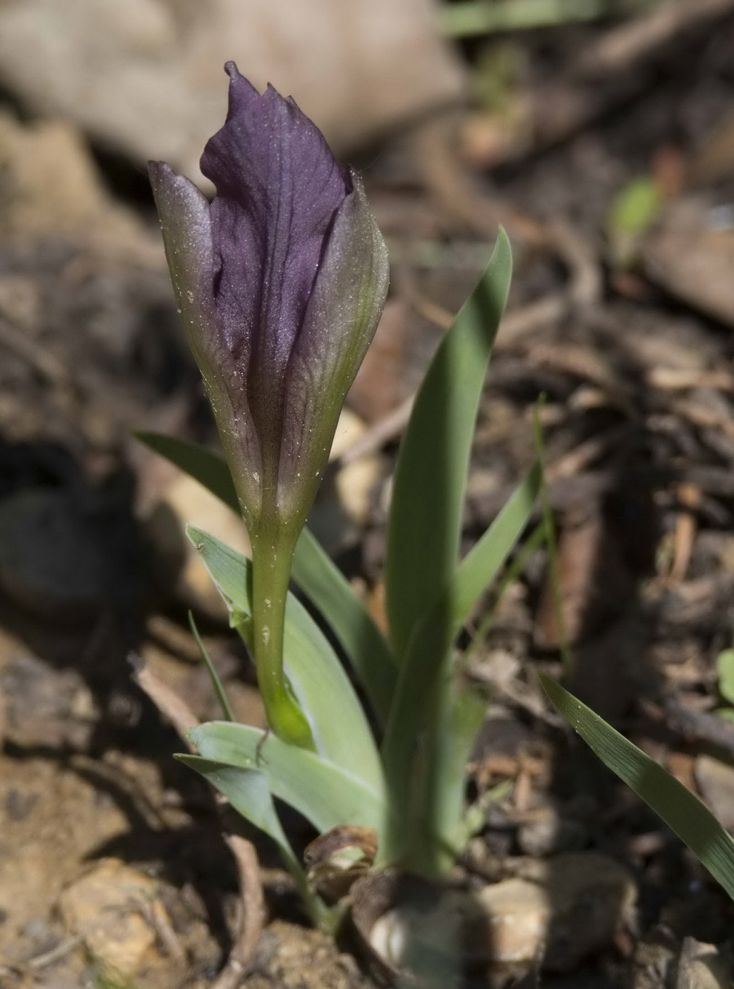 Image of Iris suaveolens specimen.
