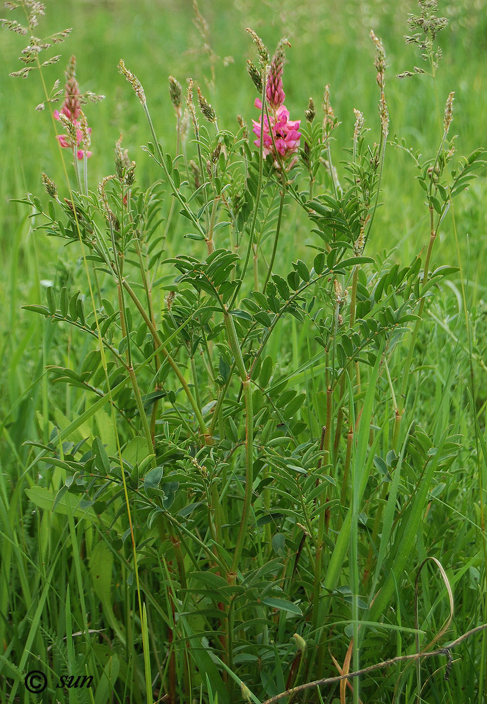 Image of Onobrychis arenaria specimen.