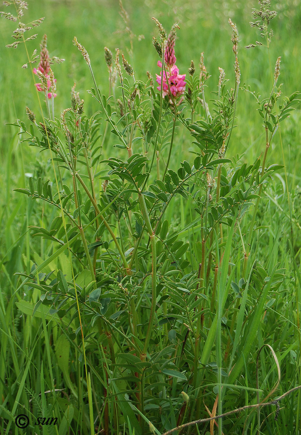 Изображение особи Onobrychis arenaria.