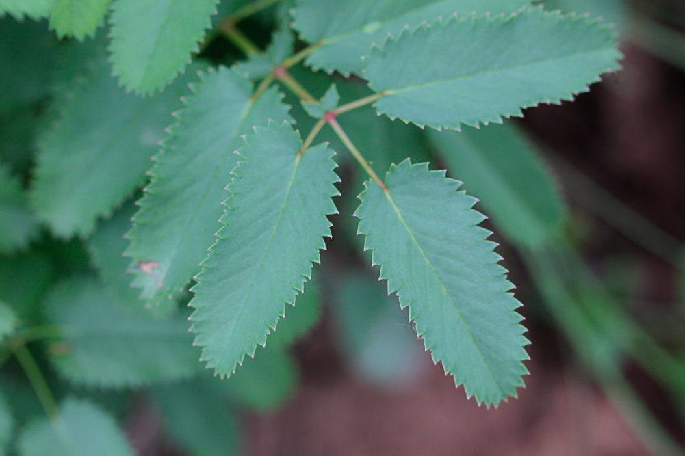 Image of Sanguisorba officinalis specimen.