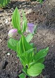 Cypripedium macranthos