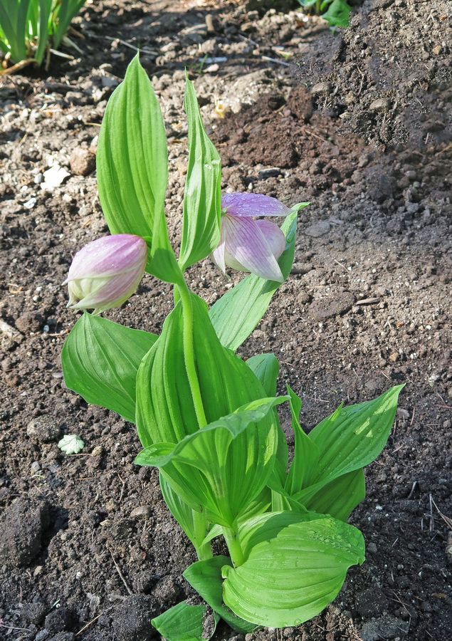 Image of Cypripedium macranthos specimen.