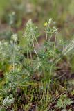 Potentilla argentea. Зацветающее растение. Татарстан, Нижнекамский р-н, окр. дер. Благодатная, лесостепной участок с чередованием степи и перелесков с преобладанием дуба. Открытый участок. 29 мая 2016 г.