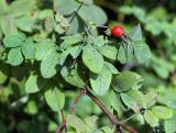 genus Rosa. Часть ветви со зрелым плодом. Санкт-Петербург. 16.09.2009.