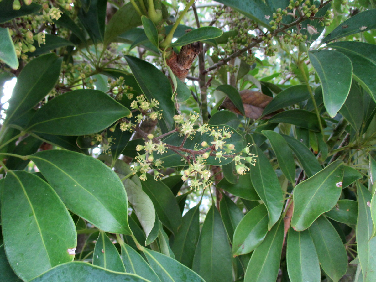 Изображение особи Heptapleurum arboricola.