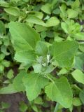 Chenopodium album