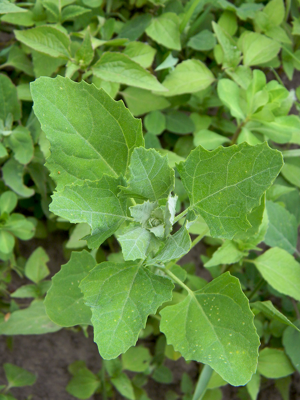 Изображение особи Chenopodium album.