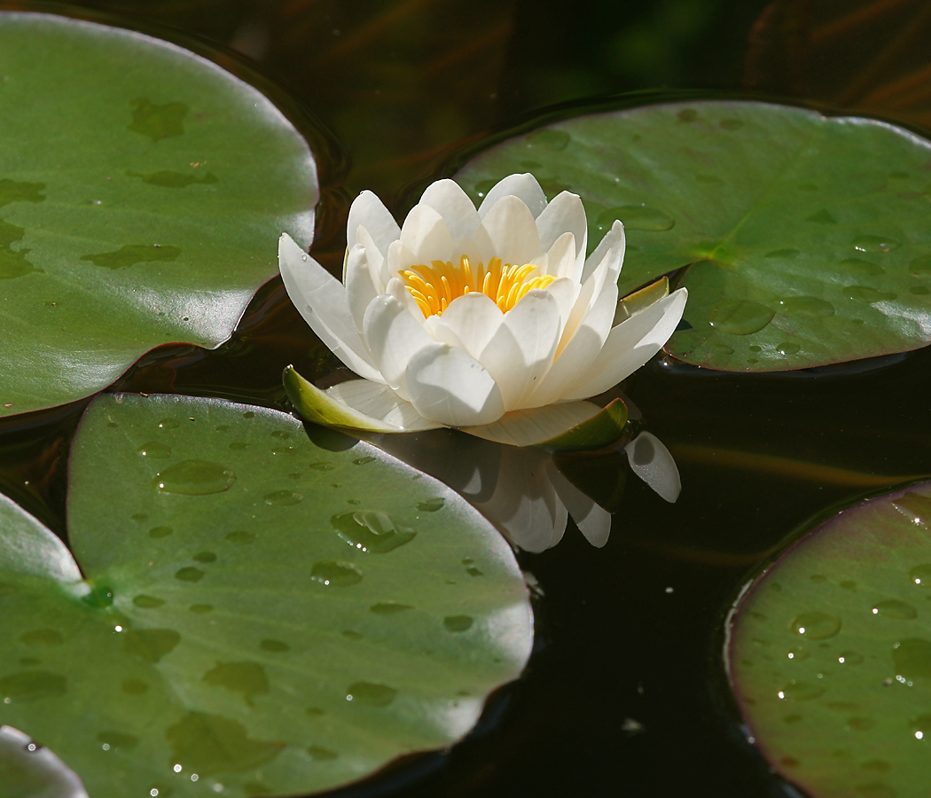 Изображение особи Nymphaea candida.