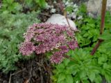 Coelopleurum gmelinii. Соцветие. Приморье, окр. г. Находка, Мыс Гранитный, на скалах. 11.06.2016.