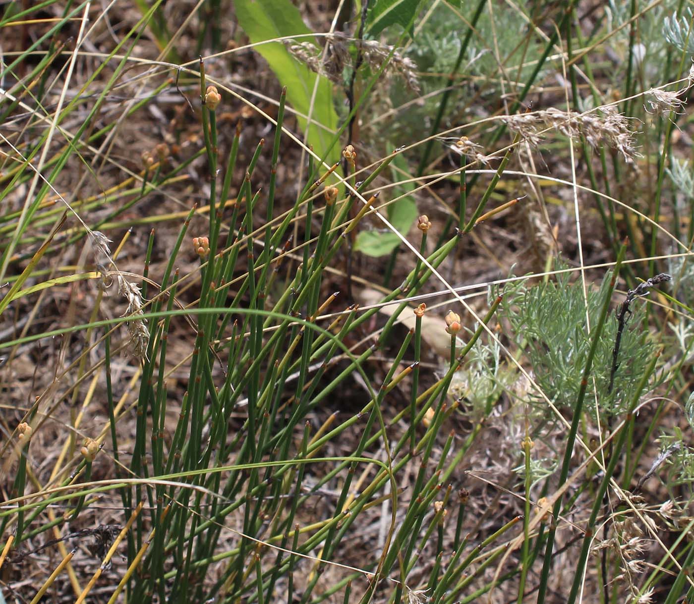 Image of Ephedra distachya specimen.