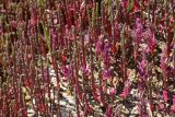Salicornia perennans