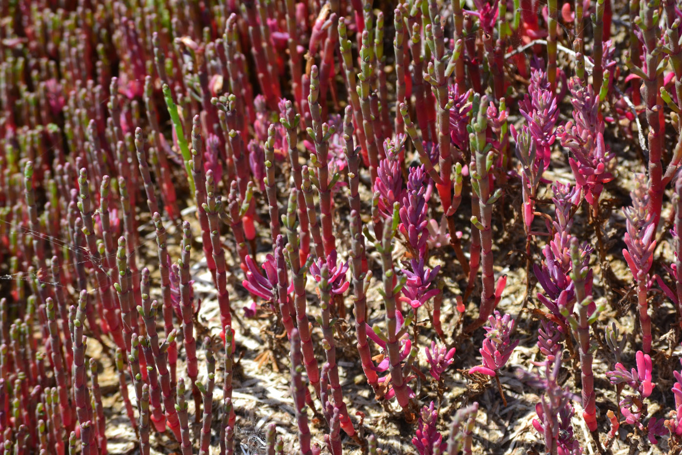 Изображение особи Salicornia perennans.