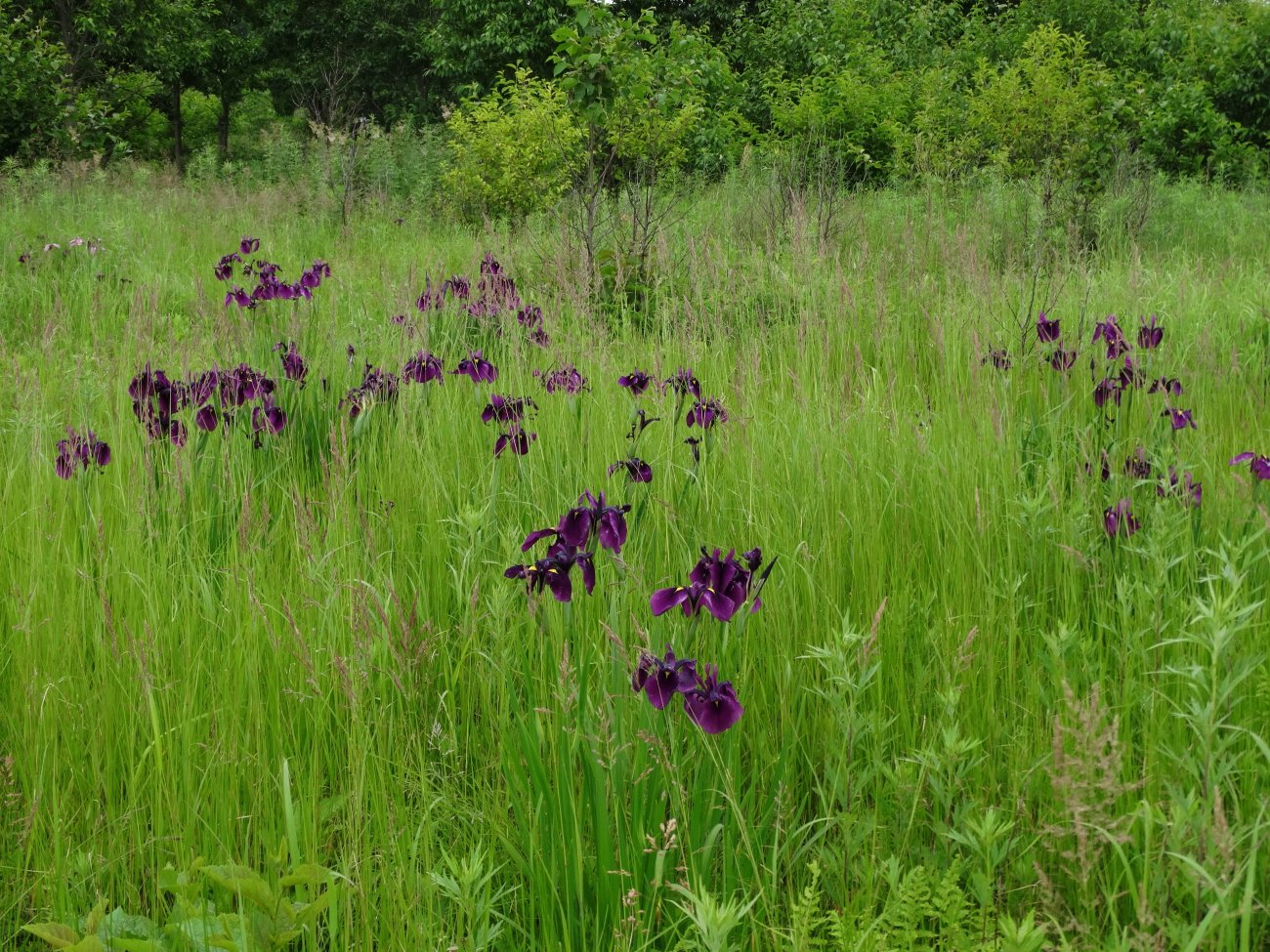 Изображение особи Iris ensata.