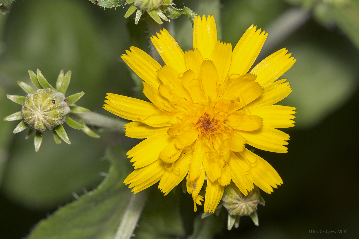 Image of Picris hieracioides specimen.