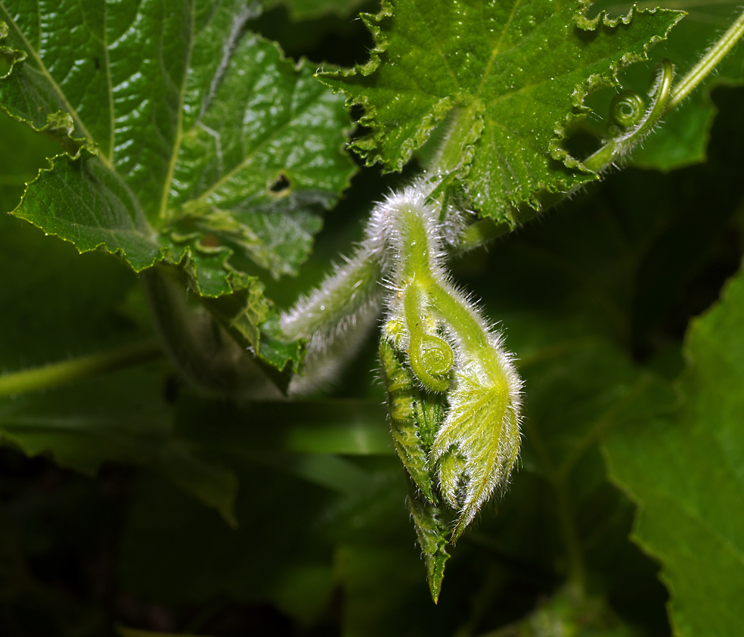 Image of Cucurbita pepo specimen.