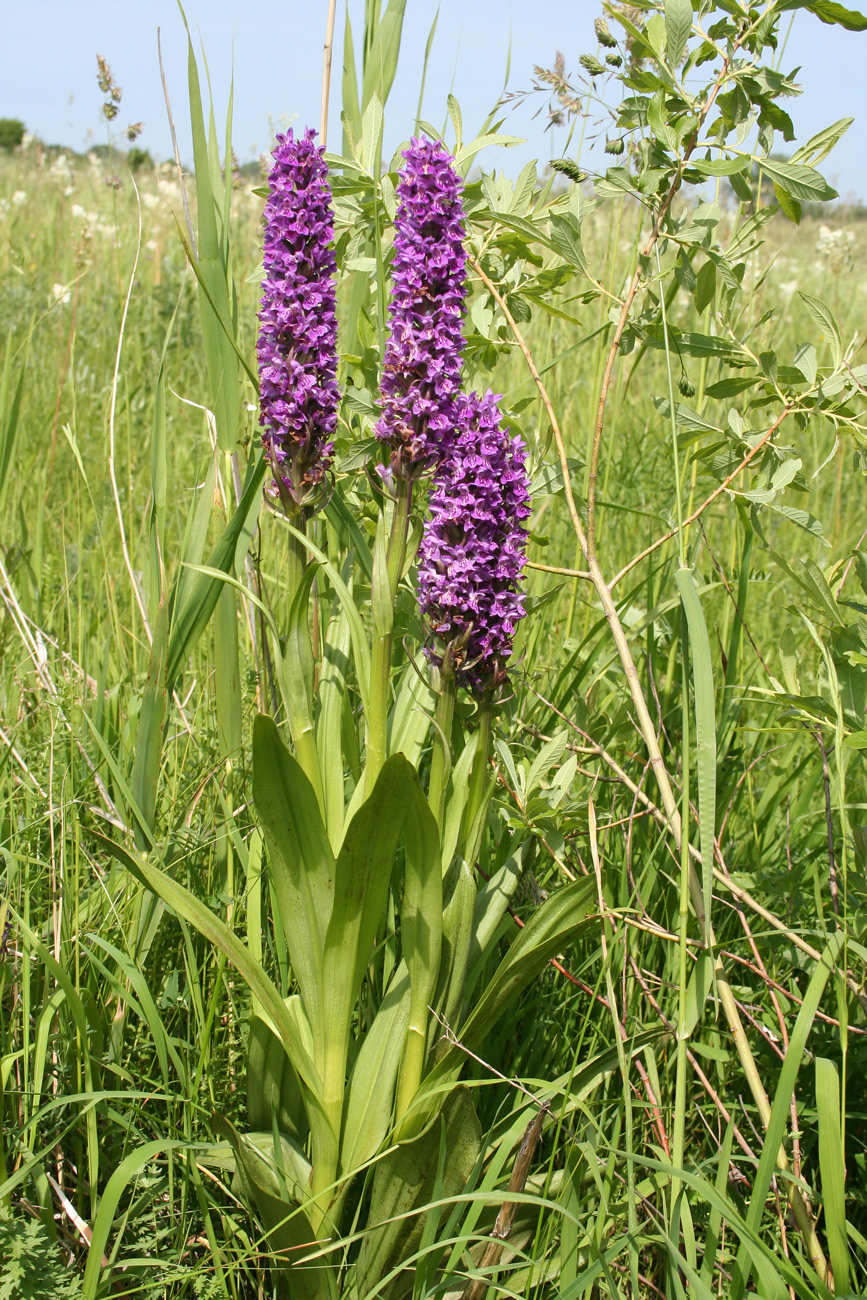 Image of Dactylorhiza sibirica specimen.