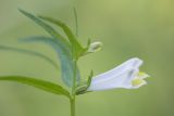 Melampyrum pratense