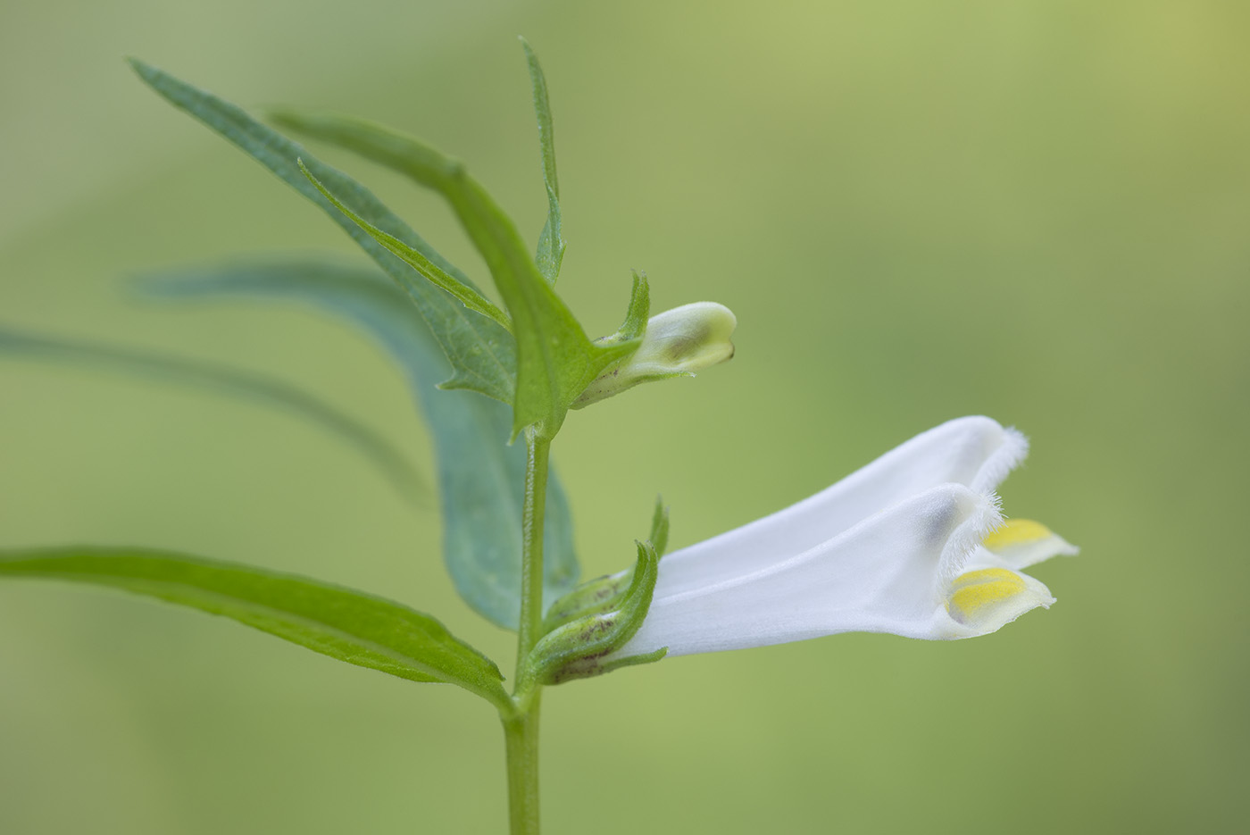 Image of Melampyrum pratense specimen.
