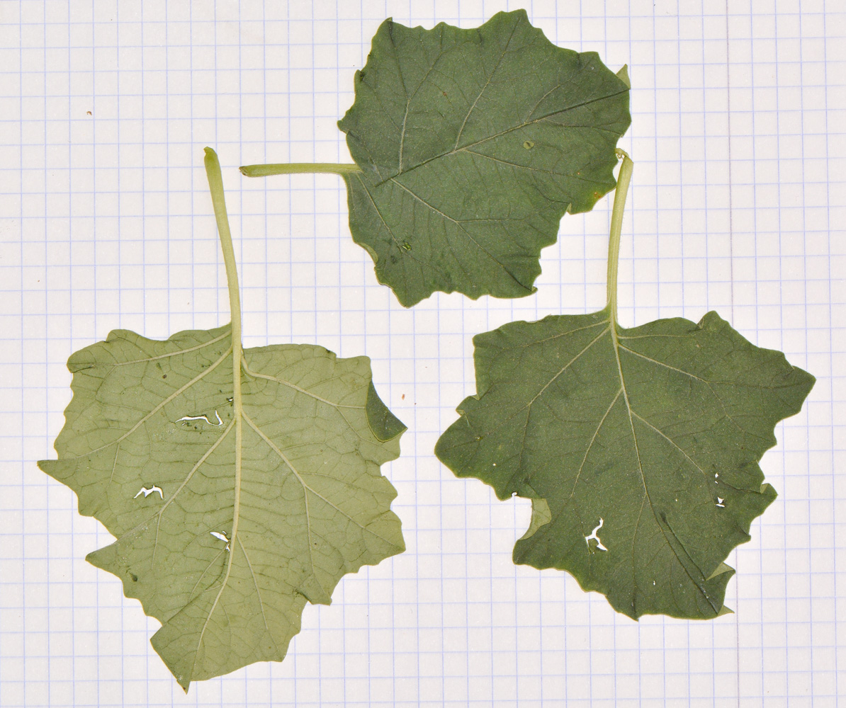 Image of Datura ferox specimen.