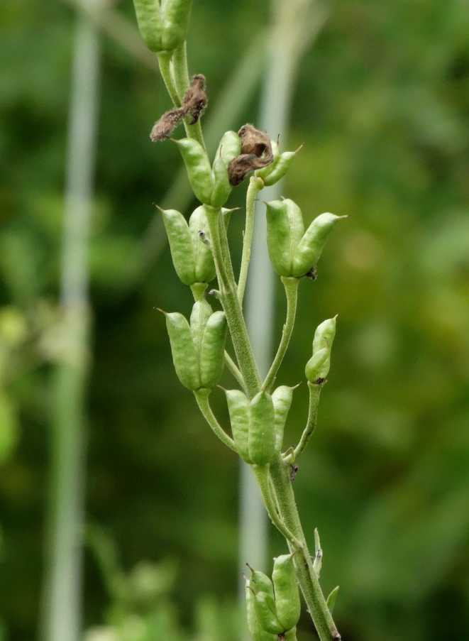 Изображение особи Aconitum kirinense.